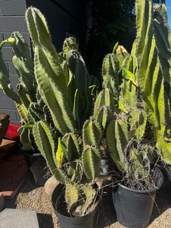 Cactus