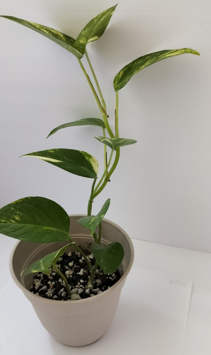 Pothos plant with pot/ indoor or outdoor/see discription ππ