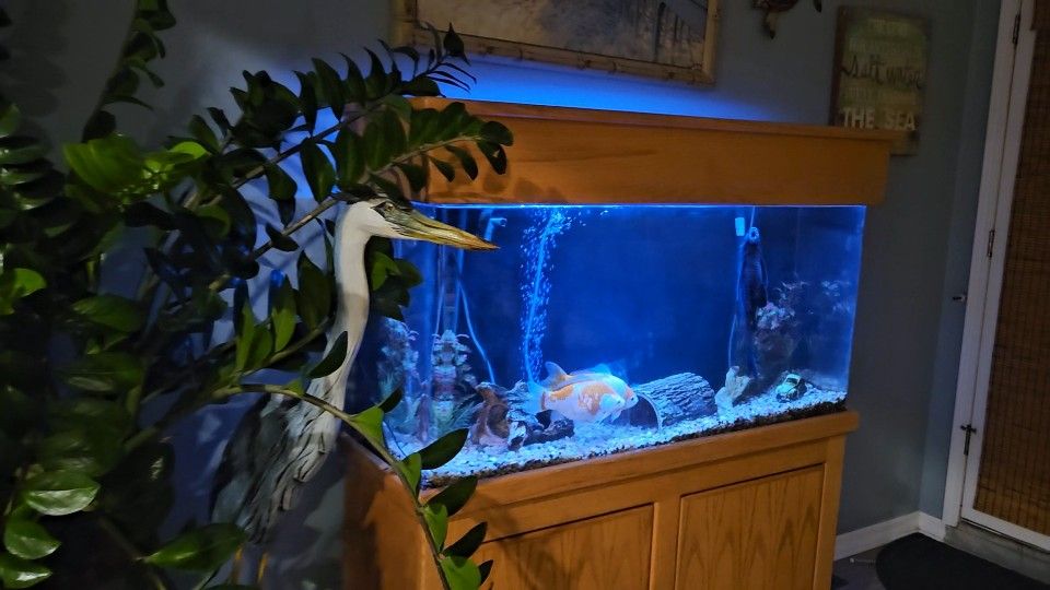 90 Gallon Aquarium South Stand,  Include Plecostomus And 2 Goldfish
