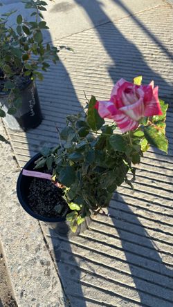 Rose