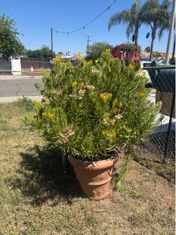 Large Lemon Bean Bush (Senecio barbertonicus)