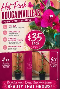Hot pink bougainvilleas 🪴🩷
