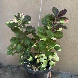 Euphorbia Umbellata Plant African Milk Bush 