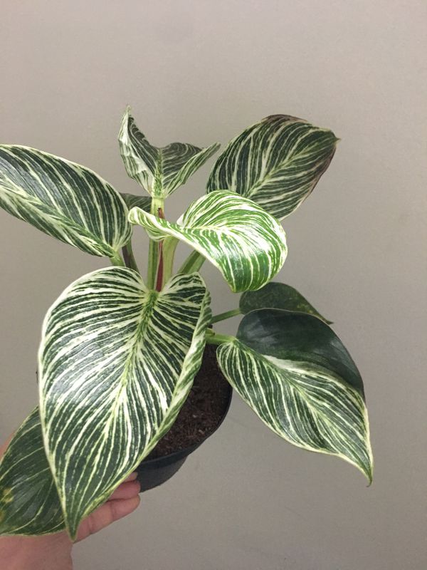 Birkin philodendron plant for Sale in Newnan, GA - OfferUp