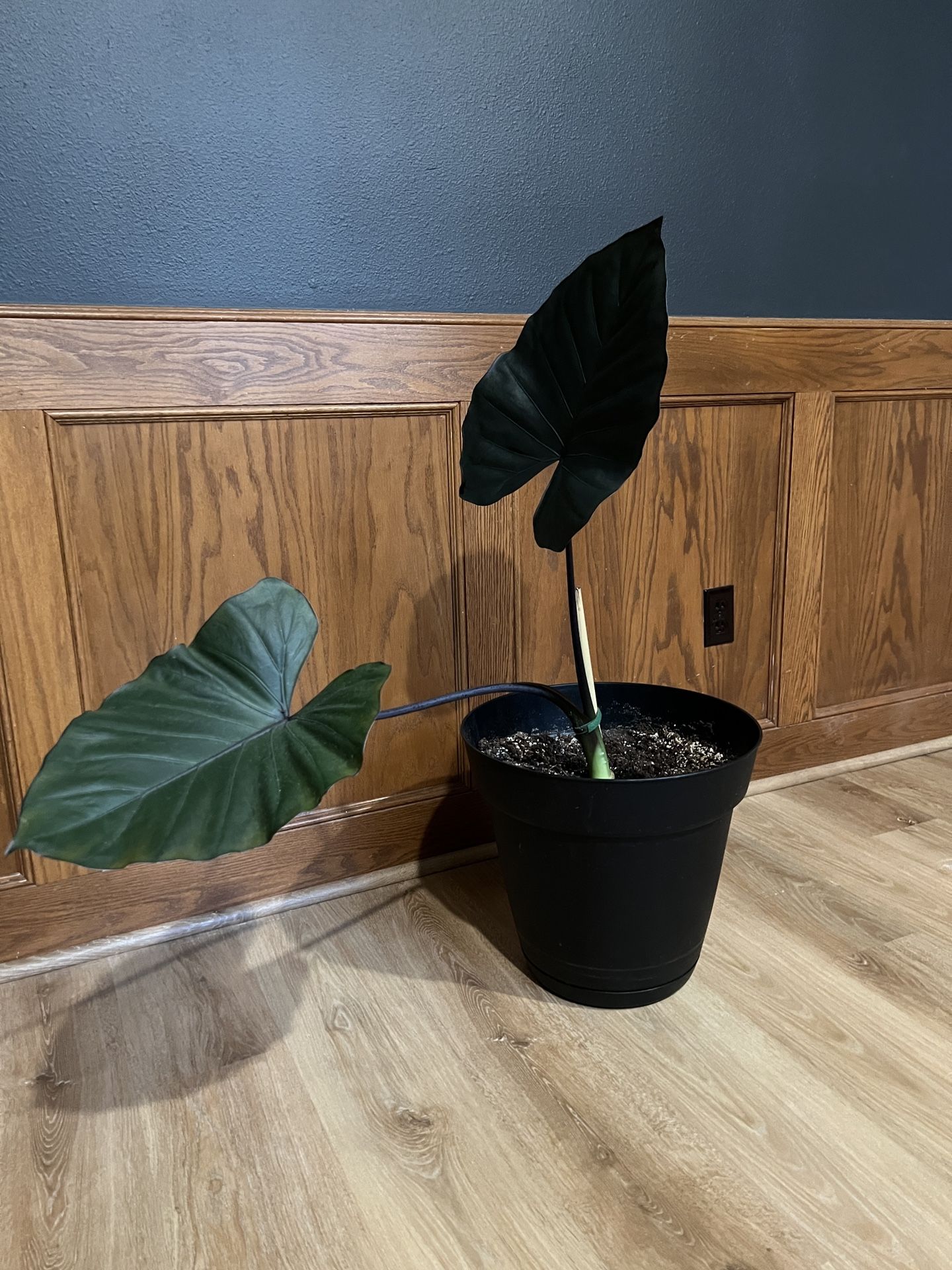 Elephant ear plant