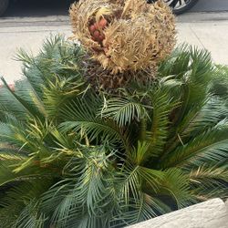Sago Palm