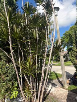 Free dracaena plant