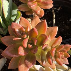 Succulents Plants 4”pots 