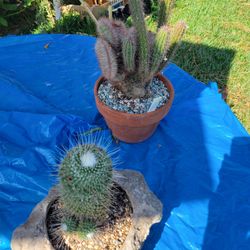 Plants sale
