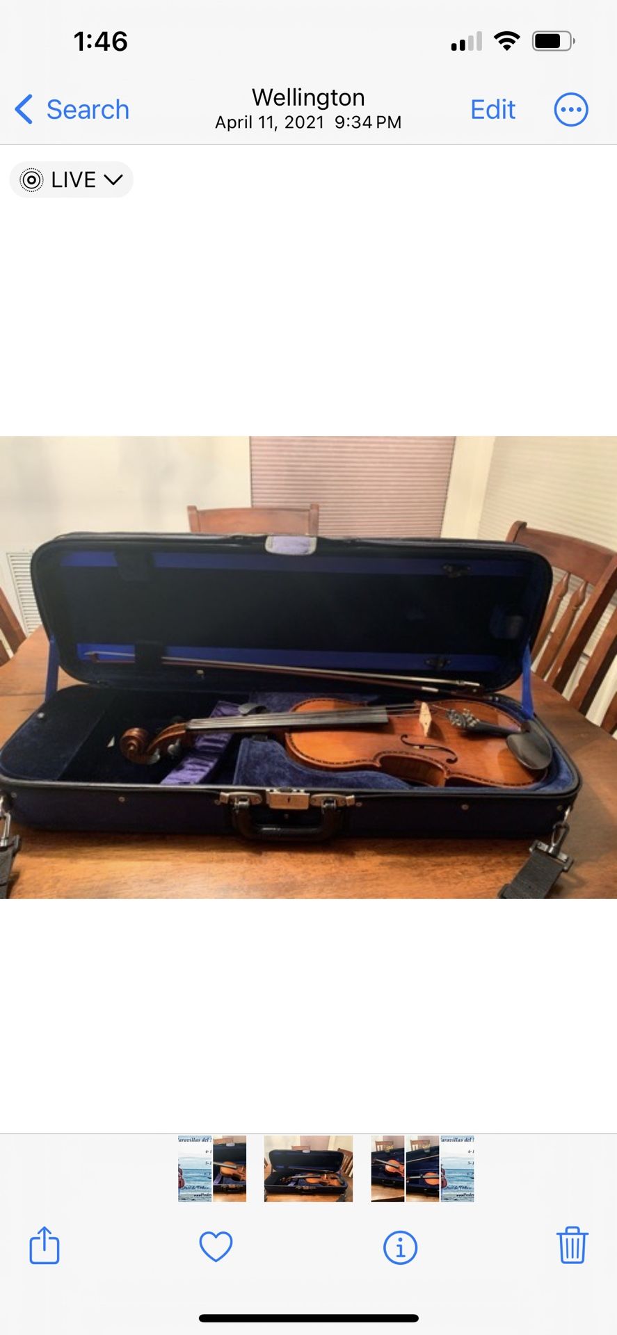 Viola 15.5 Inches