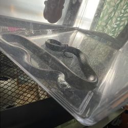 Mexican Black King snake 