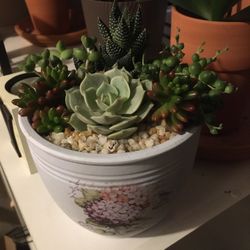 Holiday Special Preorder Your Succulent Arrangements 