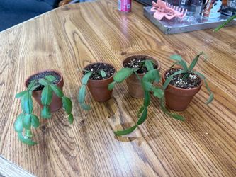 Christmas Cactus starts