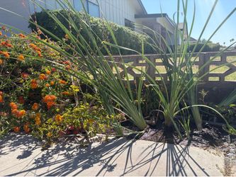 baby palm trees