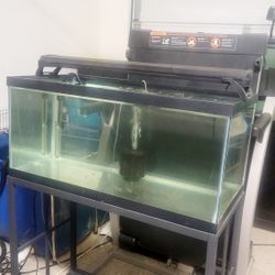 fish tank aquarium