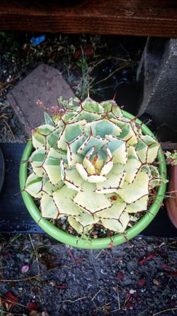 Agave kisshokan variegated half moon