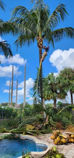 Tree Trimming And Grass Cut 