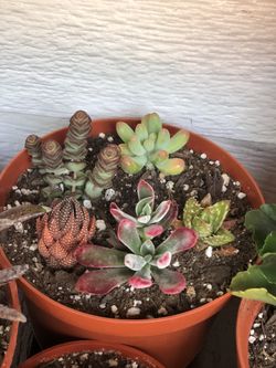 Succulents 