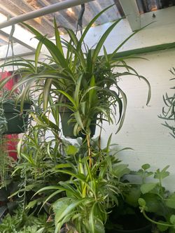 Spider plant