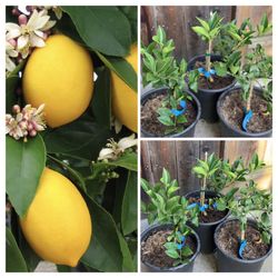 Fruiting Dwarf improved Meyer lemon grafted fruit trees 5 gallon pot