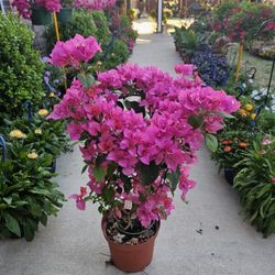 Bugambilias PLANTS ARRIVE, 31" tall. BEAUTIFUL AND HEALTHY. $40 EACH