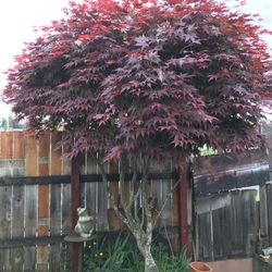 Maple leaf Tree