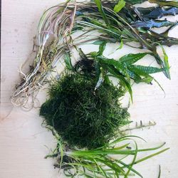 Aquarium Plants 