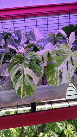 Rooted Monstera Albo Plants