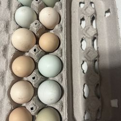 Fresh Eggs