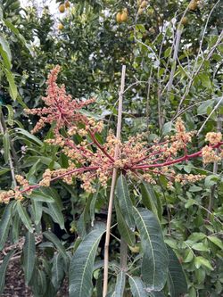 Mango Trees