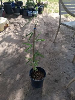 Mesquite tree $8