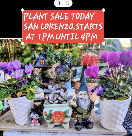 PLANT SALE TODAY SATURDAY STARTS AT 1PM