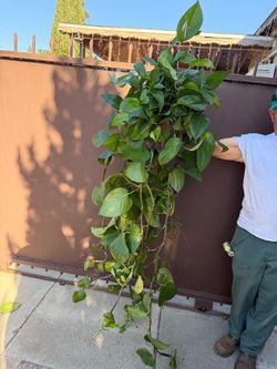 10” jade pothos