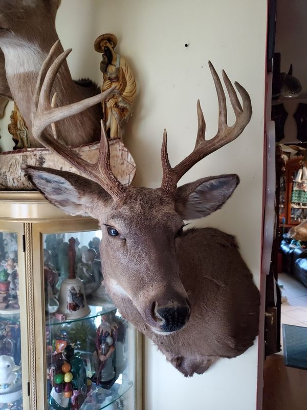 Taxidermy Deer Buck 24" for Sale in Wheeling, IL OfferUp