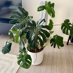 Large Monstera Plant 