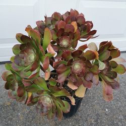 22" tall Beautifull tree roses succulent aeomium hybrid 17 heads 5/6 yrs old only 1, hurry buy