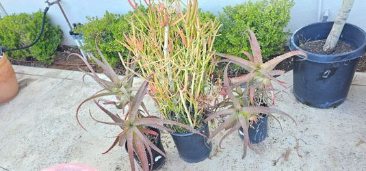 FREE Firestick & Aloe Vera plants