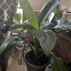 Natural Indoor Plants 