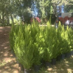 Lemon Cypress 3-4ft Tall
