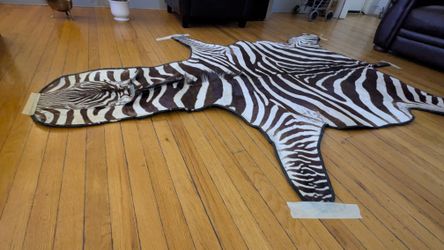 Zebra Hide Rug