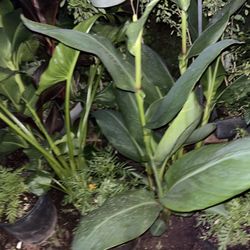 Garden Patio Sanctuary Of Plants