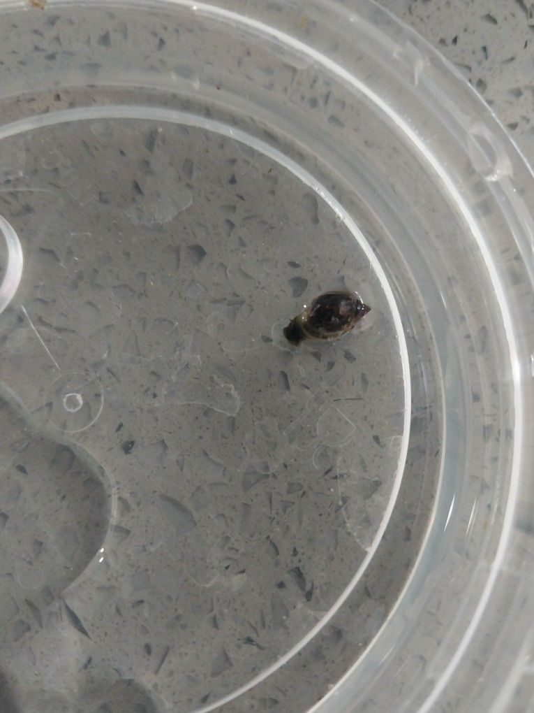 Bladder Snails