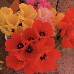 Tulips