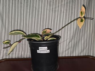 Hoya Carnosa "krimson queen" Live Plant