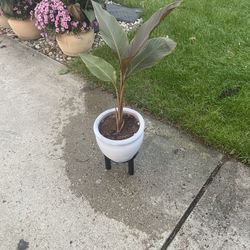 Housplants