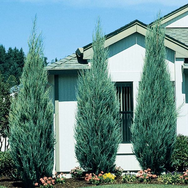 Skyrocket Juniper privacy trees for Sale in Puyallup, WA OfferUp