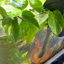 Golden Pothos Cuttings 