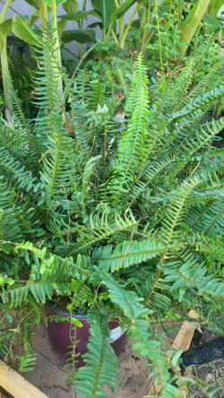 Boston Fern/ Planta De Elecho