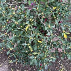 Azalea Plant Or Make Offer