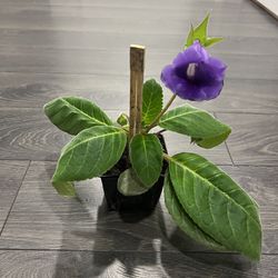 Gloxinia Plant Flower Blooming Purple Indoor 